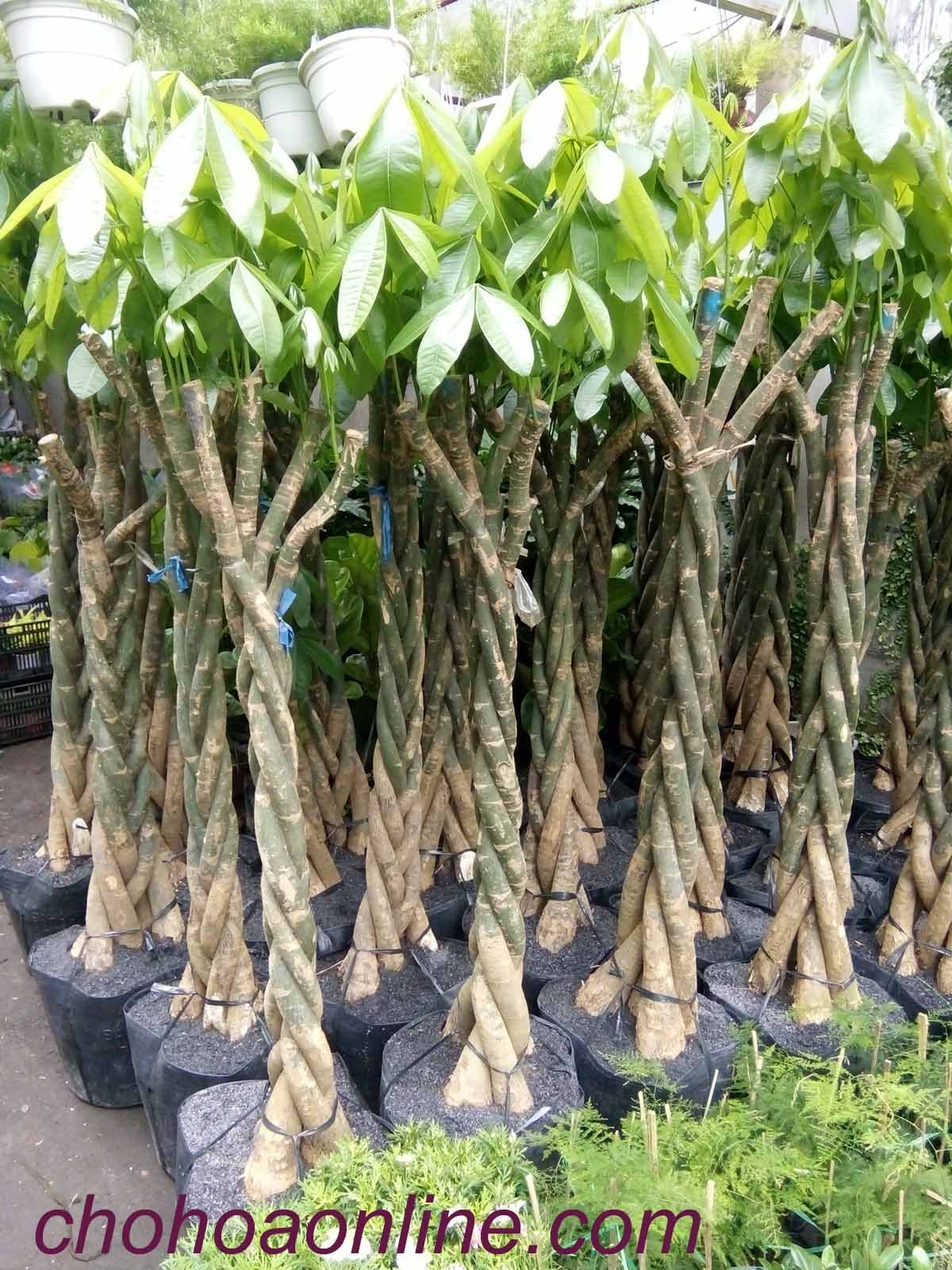 Hoa Sen Thái Trồng Chậu 2