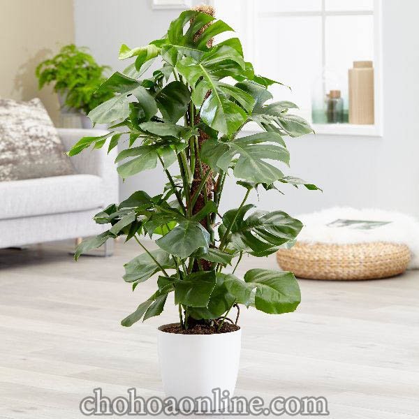 Chậu Cây Phát Tài Núi Mix (trồng phối kết) 2