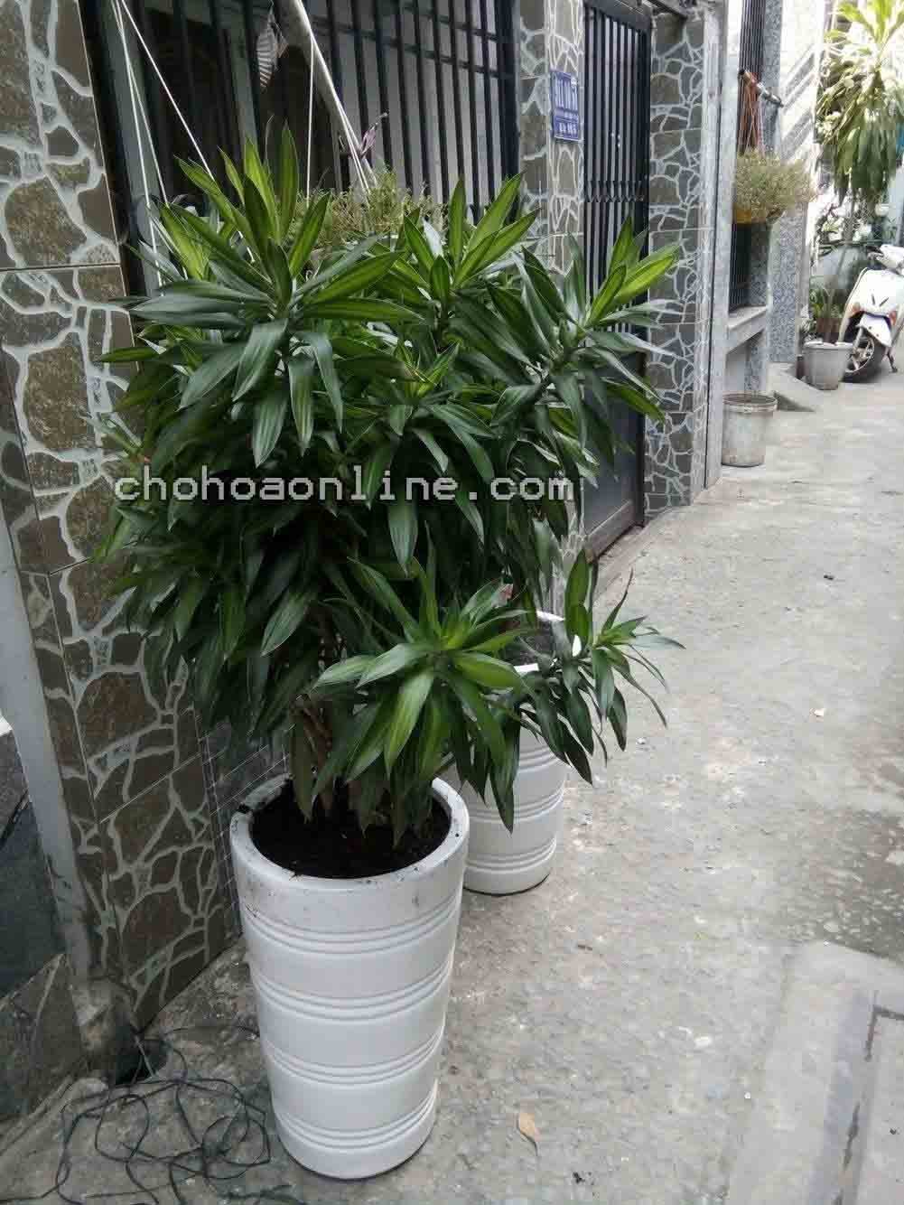 Cây Trầu Bà Xanh Treo 2