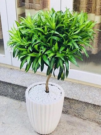 Cây Trầu Bà Xanh Treo