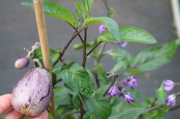 Cây Sung Mỹ Trái Vàng