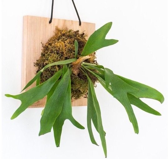 Cây Đuôi Công Trồng Nước Thủy Sinh