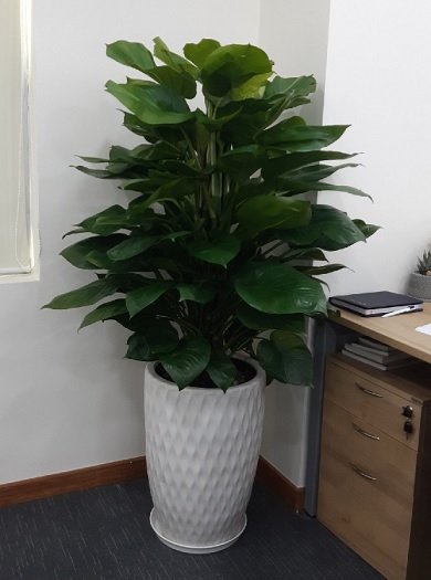 Cây Cau Tiểu Trâm Trồng Nước Thủy Sinh