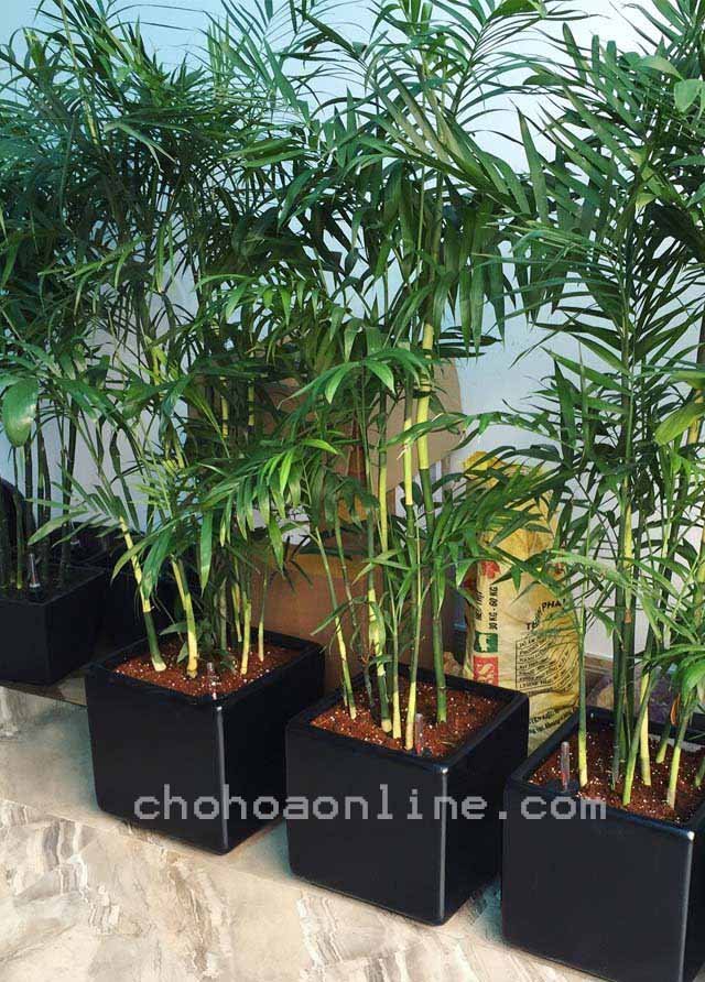 Cây Cau Tiểu Trâm Trồng Nước Thủy Sinh 3