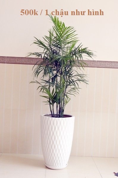 Cây Cau Tiểu Trâm Trồng Nước Thủy Sinh