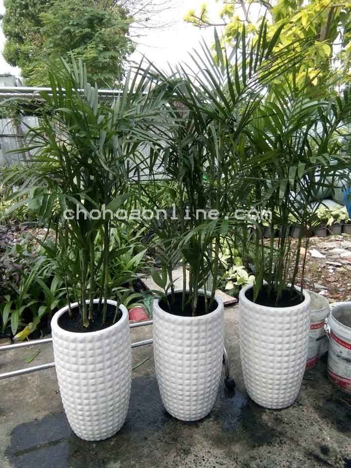 Cây Cau Tiểu Trâm Trồng Nước Thủy Sinh 2
