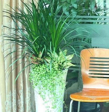 Cây Cau Tiểu Trâm Trồng Nước Thủy Sinh