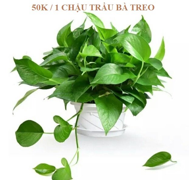 Cây Kim Ngân Trồng Chậu Nội Thất