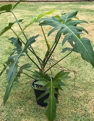 Cây Kim Ngân Trồng Chậu Nội Thất