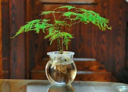 Cây Tùng La Hán Trồng Chậu Thủy Sinh