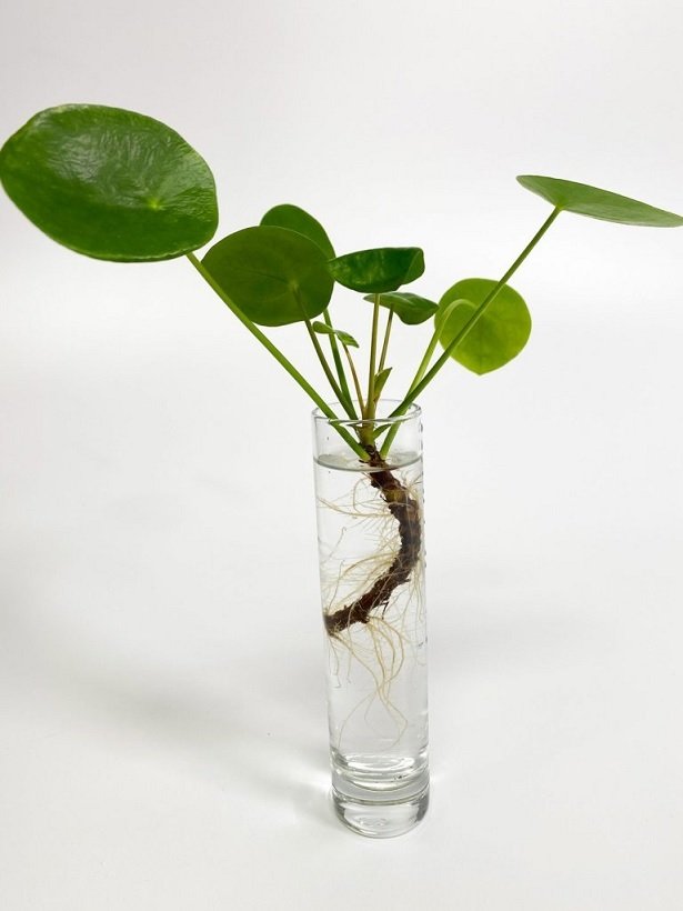 Cây Cùm Rụm Bonsai Mini