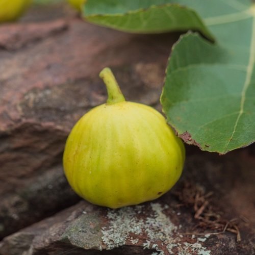 Cây Cùm Rụm Bonsai Mini