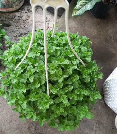 Cây Trầu Bà Nam Mỹ Trồng Chậu Phối Kết (Mix nhiều loại)