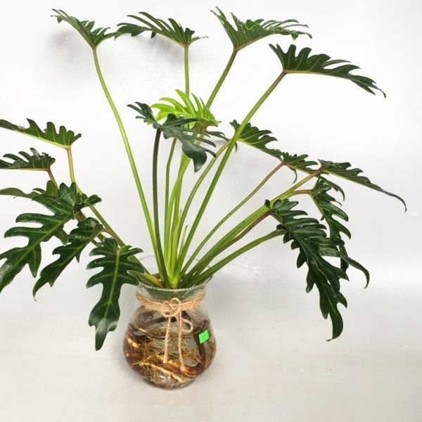 Cây Trầu Bà Nam Mỹ Trồng Chậu Phối Kết (Mix nhiều loại)