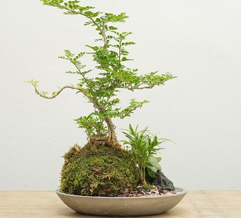 Cây Kè Nhật Trồng Chậu Phối Kết (mix nhiều loại)