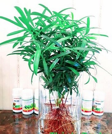 Cây Trầu Bà Hồng (giống đột biến)