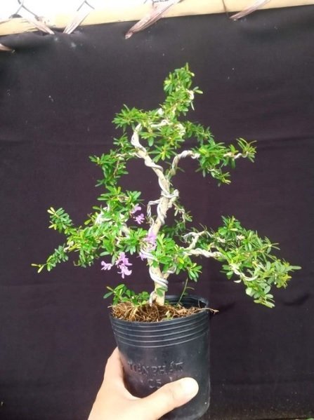 Cây Trường Sinh Thảo Bonsai