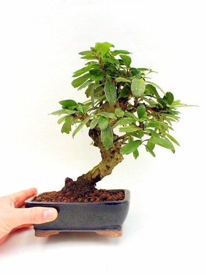 Cây Trường Sinh Thảo Bonsai