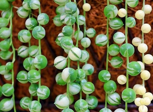 Cây Ổ Rồng Platycerium Foong SiQi