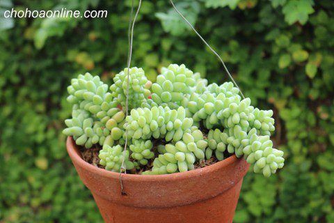 Cây Ổ Rồng Platycerium Foong SiQi 2
