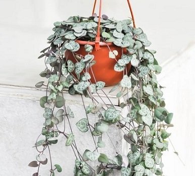 Cây Ổ Rồng Platycerium Foong SiQi