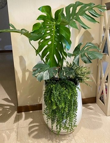 Cây Ổ Rồng Platycerium Foong SiQi