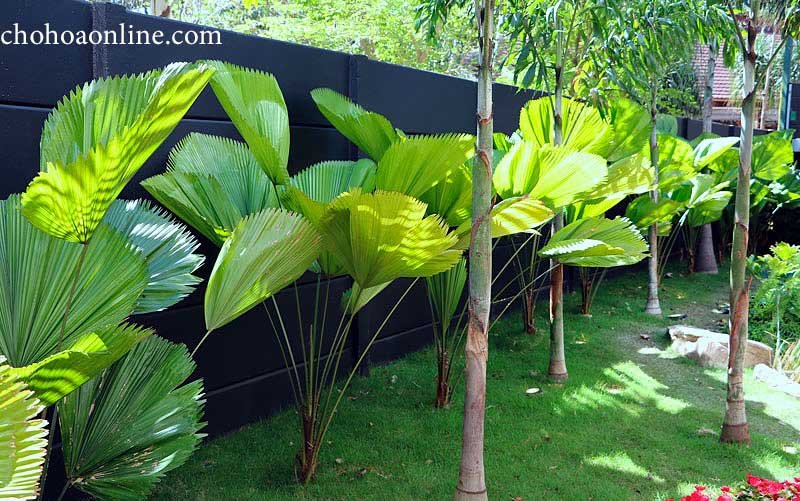 Cây Kim Ngân Trồng Chậu Nội Thất 3
