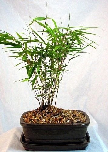 Chậu Cây Bạch Mã Hoàng Tử