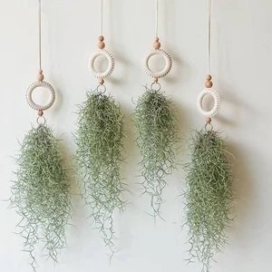 Chậu Cây Bạch Mã Hoàng Tử