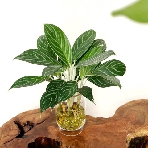 Cây Kim Ngân Trồng Chậu Nội Thất