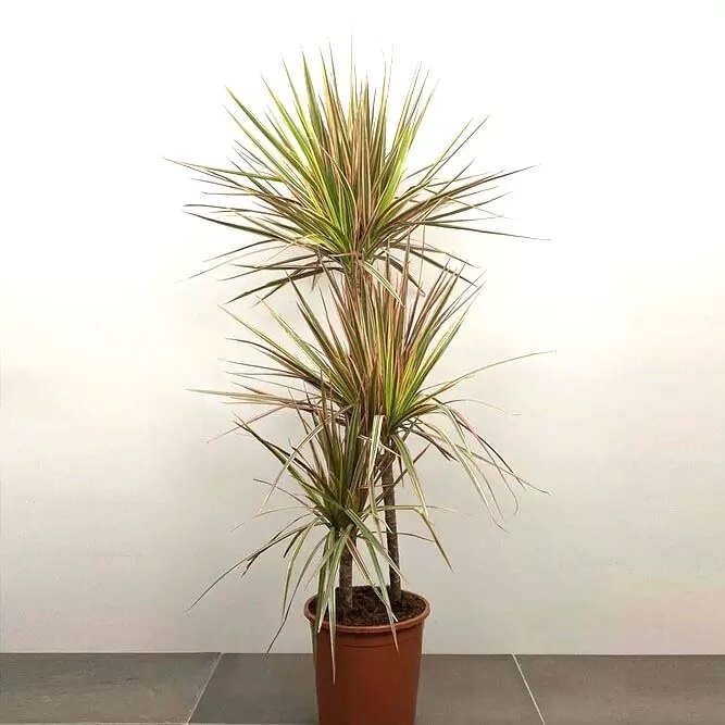 Cây Kim Ngân Trồng Chậu Nội Thất