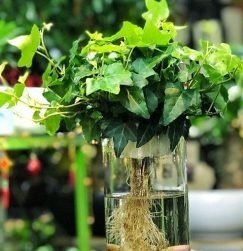 Cây Kim Ngân Trồng Chậu Nội Thất