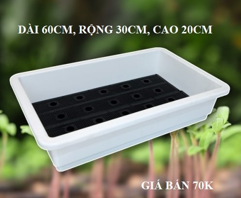 Cây Kim Ngân Trồng Chậu Nội Thất