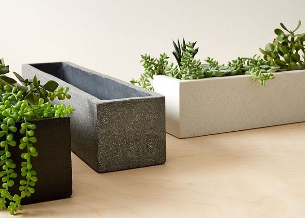 Cây Kim Ngân Trồng Chậu Nội Thất