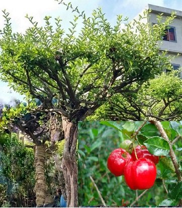 Cây Kim Ngân Trồng Chậu Nội Thất