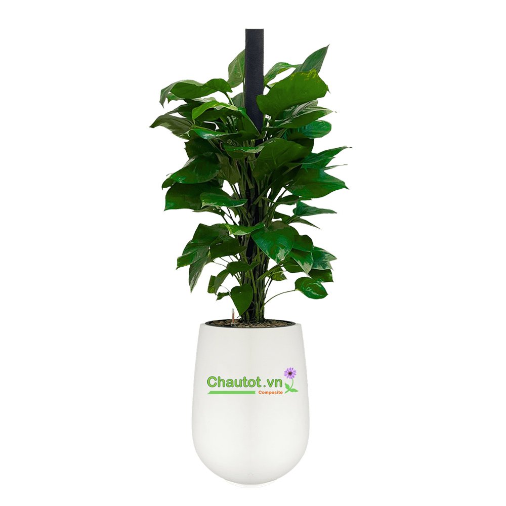 Chậu cây Composite BAOBINH tự tưới cao cấp – CT2027 3