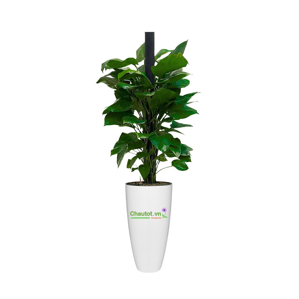 Chậu cây Composite BAOBINH tự tưới cao cấp – CT2019 3