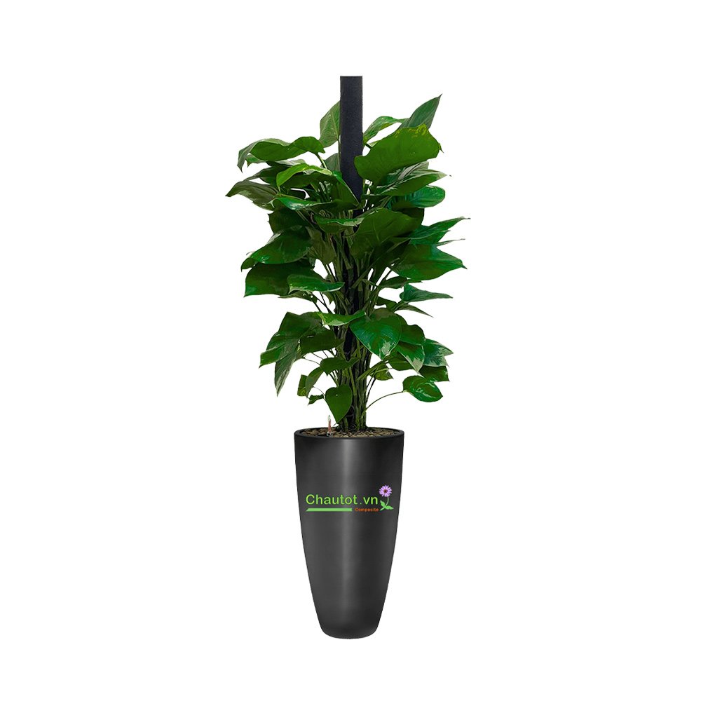 Chậu cây Composite BAOBINH tự tưới cao cấp – CT2019 2