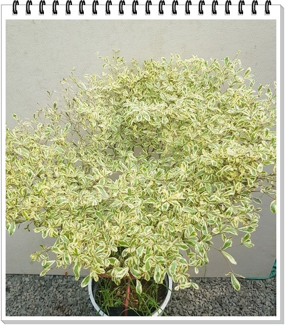 Bàng Cẩm Thạch