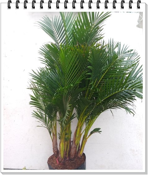 Cau Nhật