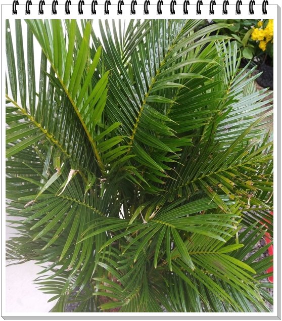 Cau Nhật 3