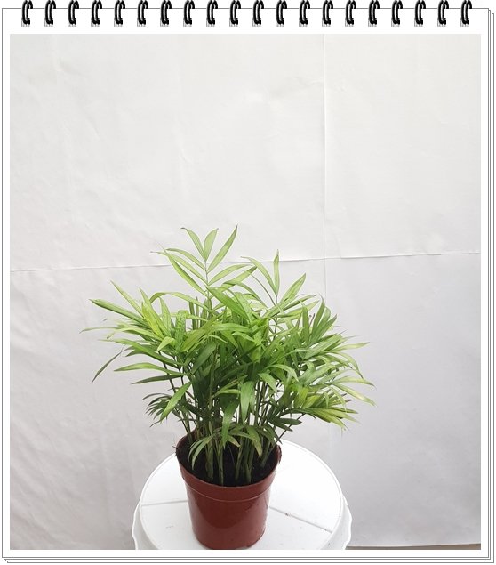 Cây Cau Tiểu Trâm