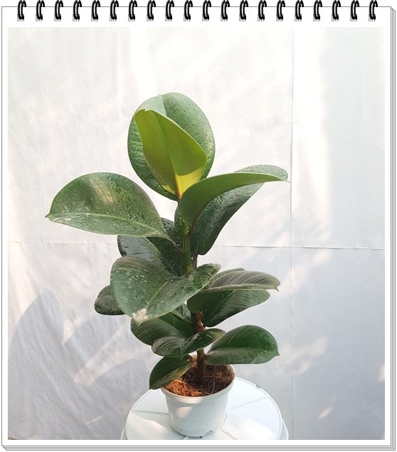 Cây Đa Búp Đỏ