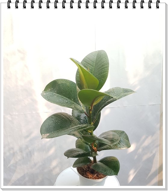 Cây Đa Búp Đỏ 2