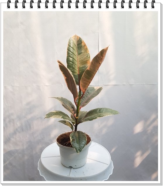Cây Đa Búp Đỏ 3