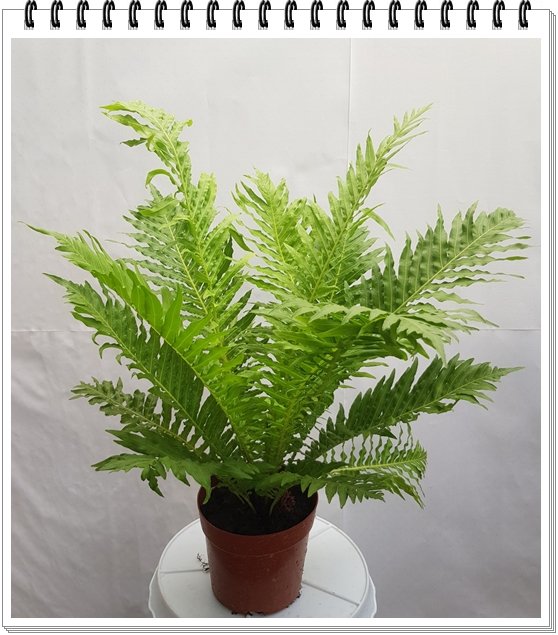 Cây Dương Sỉ Khổng Tước 2