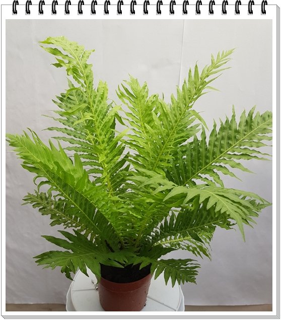 Cây Dương Sỉ Khổng Tước