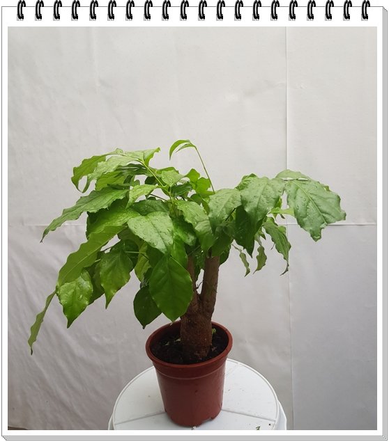 Cây Hạnh Phúc mini 2