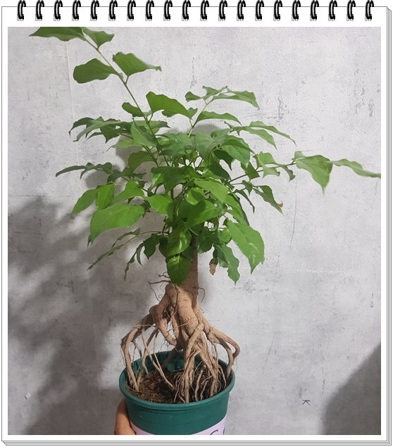 Cây Hạnh Phúc Rễ 2
