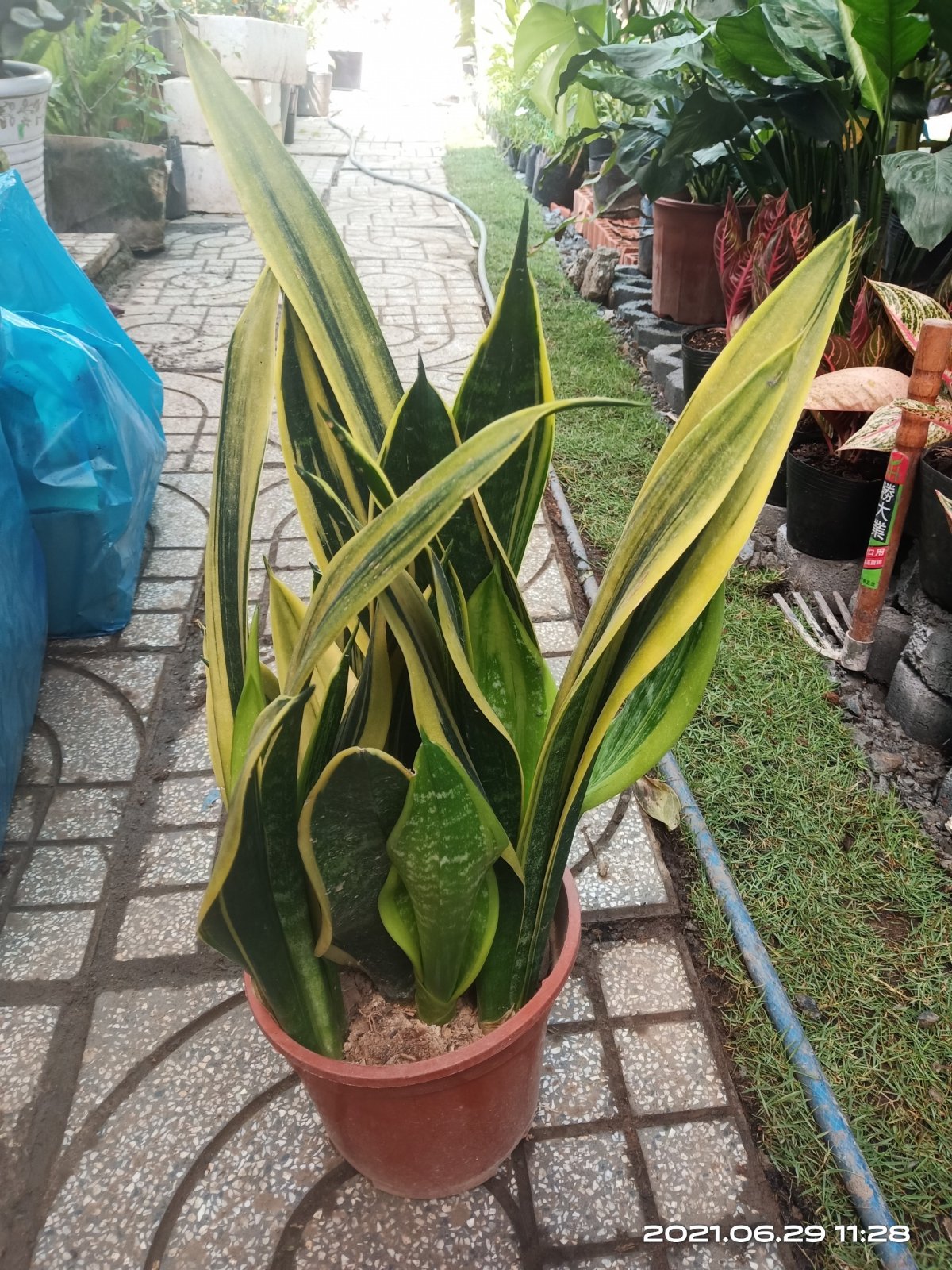 Cây lá màu